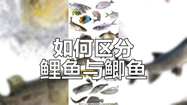 鯉魚與鯽魚有哪些區(qū)別