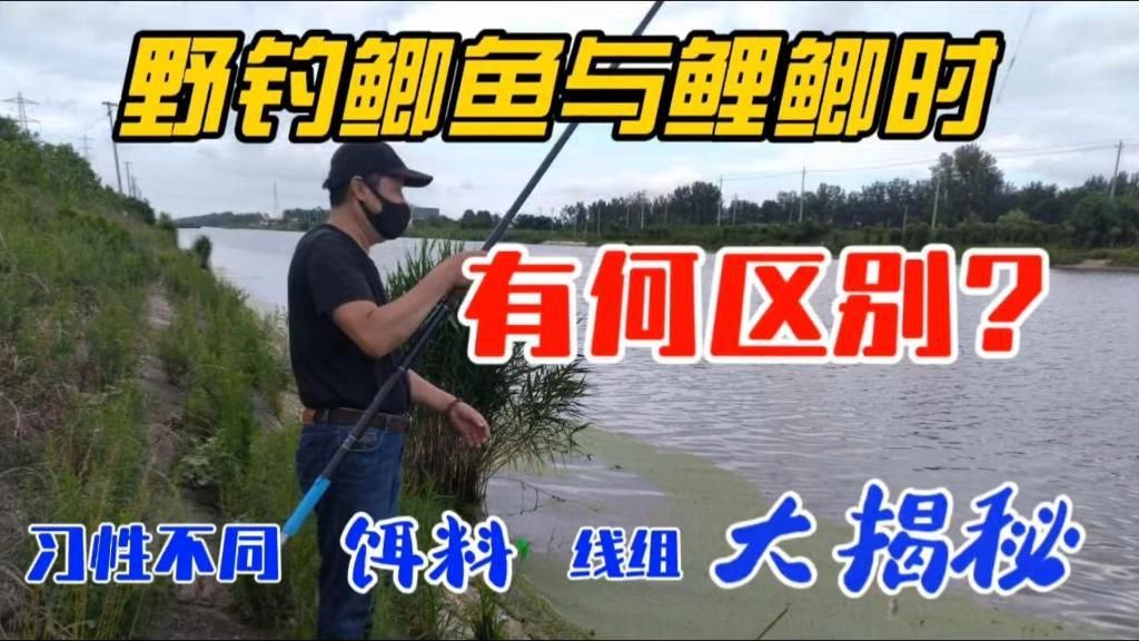 鯉魚與鯽魚有哪些區(qū)別