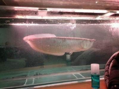 天津龍魚祥龍魚場：2019-2025年中國龍魚養殖行業市場前景看好