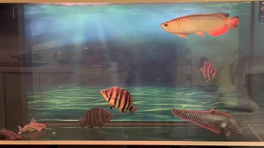 金龍魚過背和不過背的區(qū)別圖片對(duì)比大全