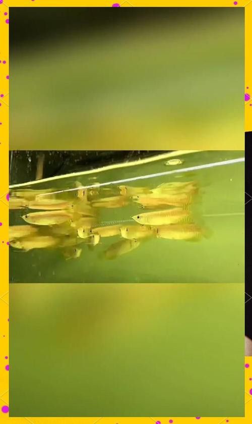 金龍魚過背和不過背的區(qū)別圖片對(duì)比大全