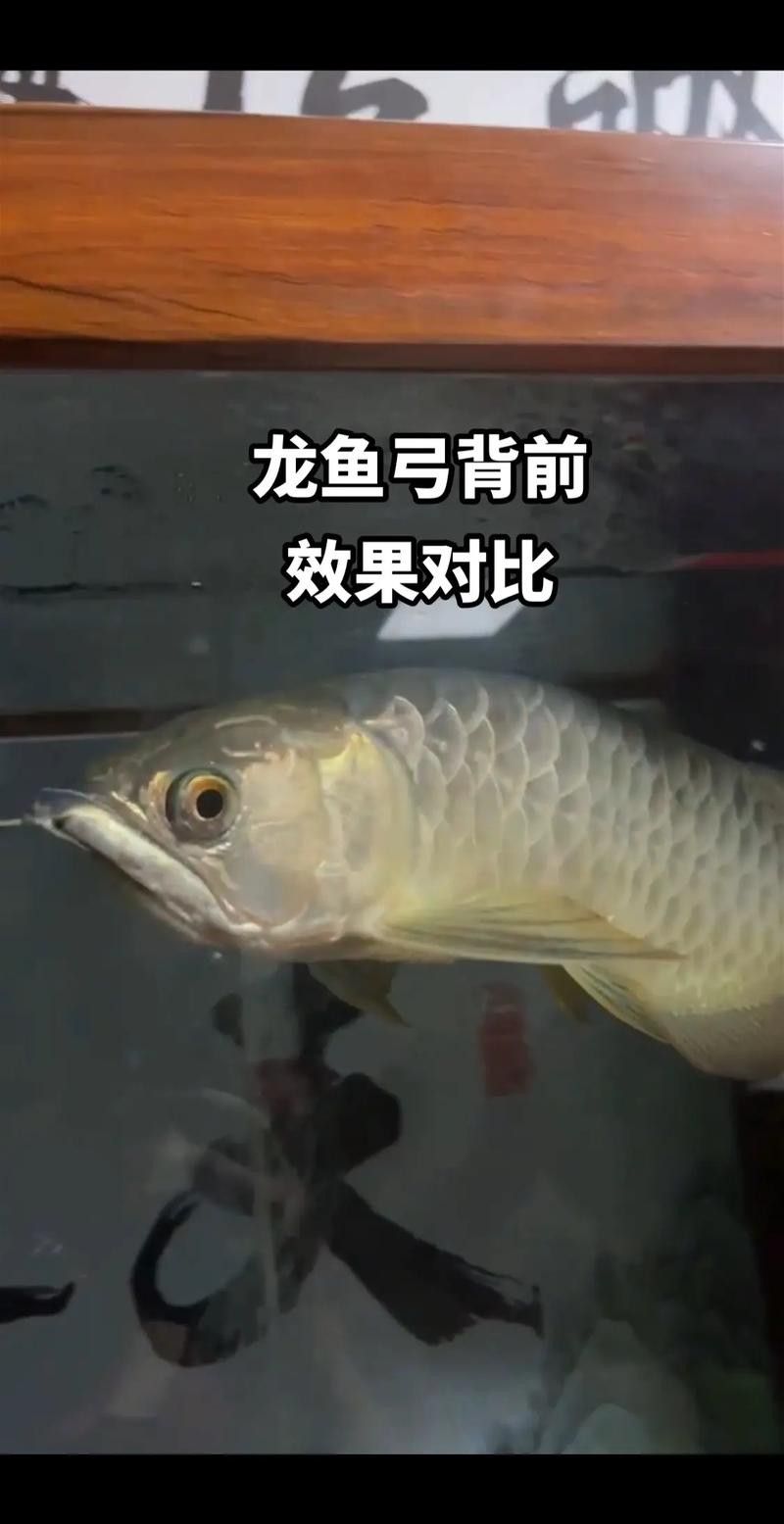 金龍魚過背和不過背的區(qū)別圖片對(duì)比大全