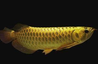 金龍魚過背和不過背的區(qū)別圖片對(duì)比大全