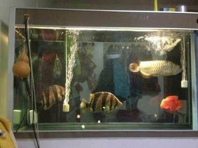 賣龍魚的店叫什么店鋪名稱：賣龍魚的店鋪名稱 賣龍魚的店叫什么店鋪名稱：賣龍魚的店鋪名稱 龍魚百科 第3張