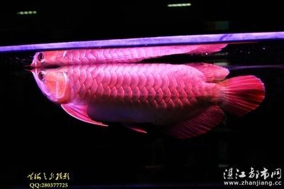 紅龍魚芯片在什么位置：紅龍魚的芯片在什么位置 紅龍魚芯片在什么位置：紅龍魚的芯片在什么位置 龍魚百科 第2張