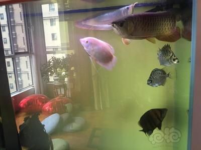剛進缸的龍魚為什么不吃東西了怎么回事（家里養龍魚不吃東西怎么辦） 剛進缸的龍魚為什么不吃東西了怎么回事（家里養龍魚不吃東西怎么辦） 龍魚百科 第1張