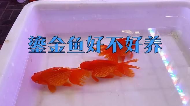 鎏金金魚好養嗎