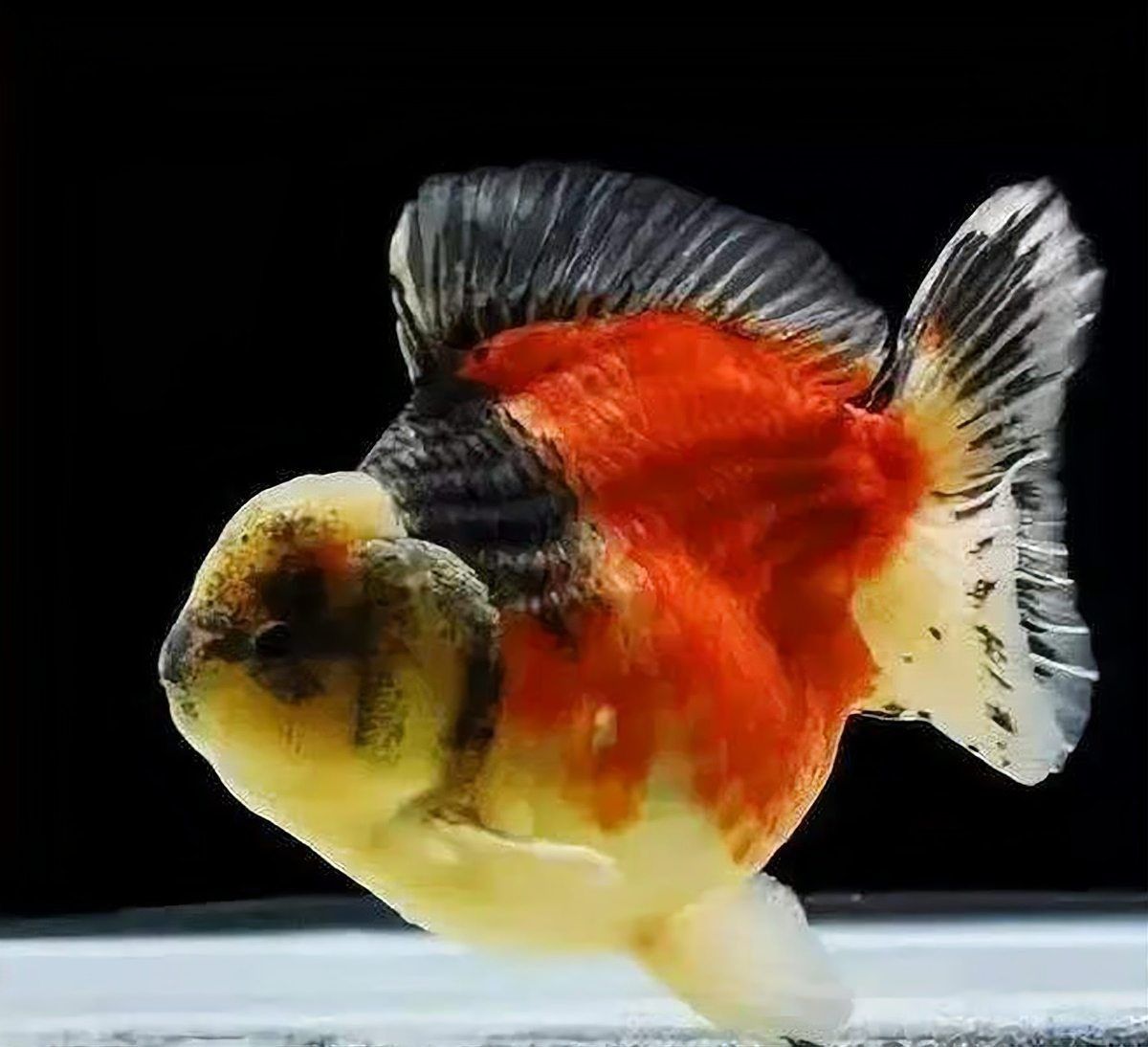 鎏金金魚好養嗎