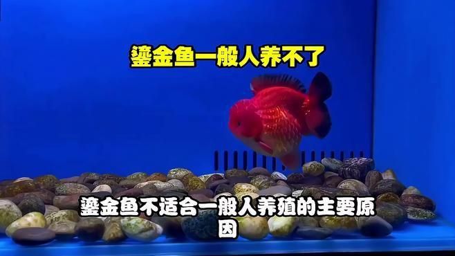 鎏金金魚好養嗎