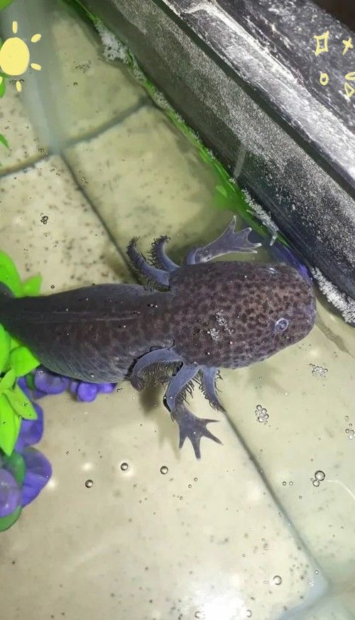 四腳龍魚的圖片