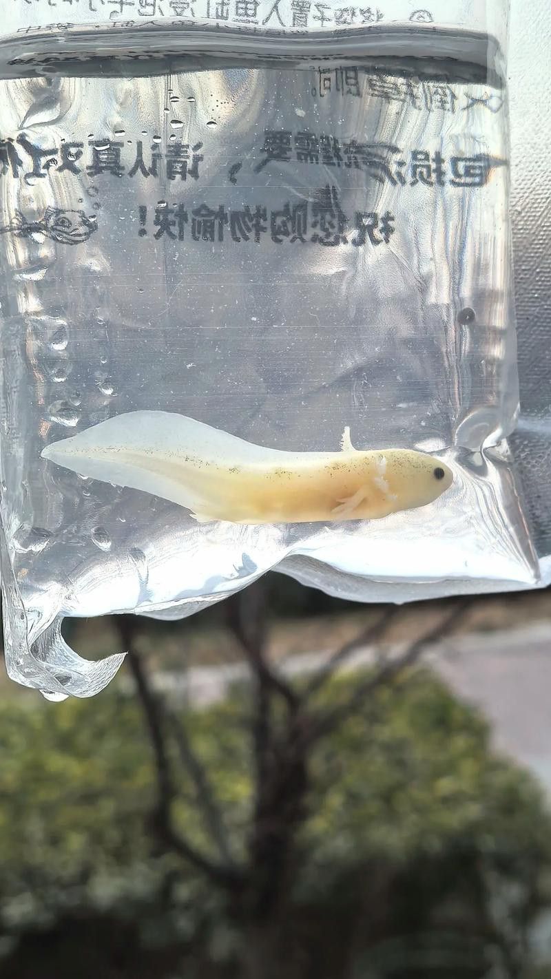 四腳龍魚的圖片