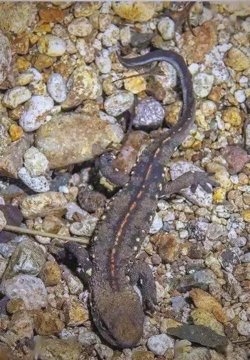 四腳龍魚的圖片