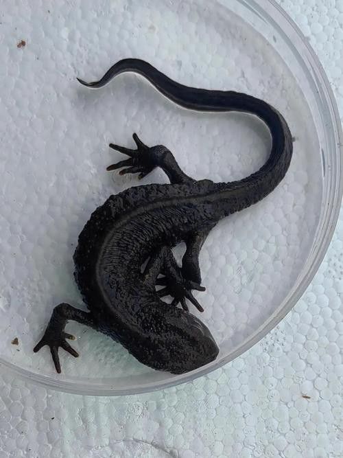 四腳龍魚的圖片