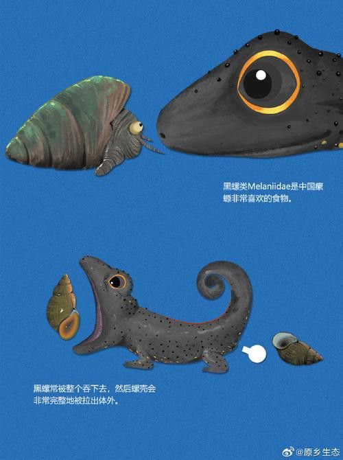 四腳龍魚的圖片