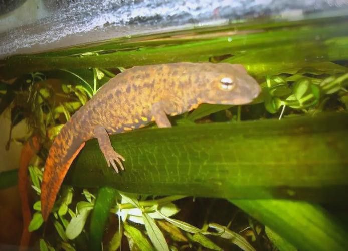 四腳龍魚的圖片