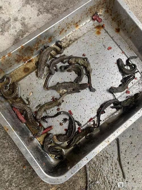 四腳龍魚的圖片