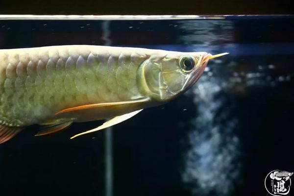 哪里有賣紅龍魚(yú)苗的地方（哪里有賣紅龍魚(yú)苗的地方啊）