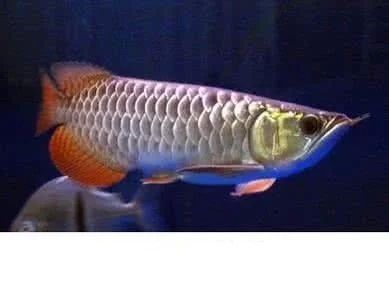 龍魚的嘴巴一直在缸上蹭：龍魚嘴巴一直在缸上蹭是怎么回事？