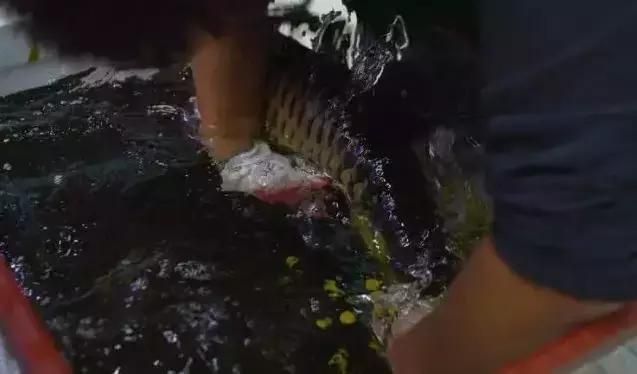 什么是龍魚兜嘴（如何通過飲食預(yù)防龍魚兜嘴）