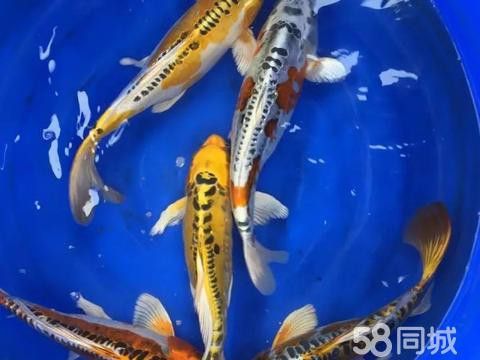 珠海龍魚世家地址查詢