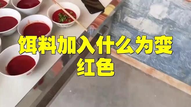 紅龍魚增色飼料怎么配比例 紅龍魚增色飼料怎么配比例 龍魚百科 第1張