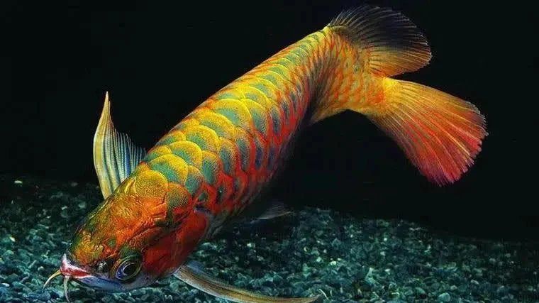 龍魚最忌三個東西