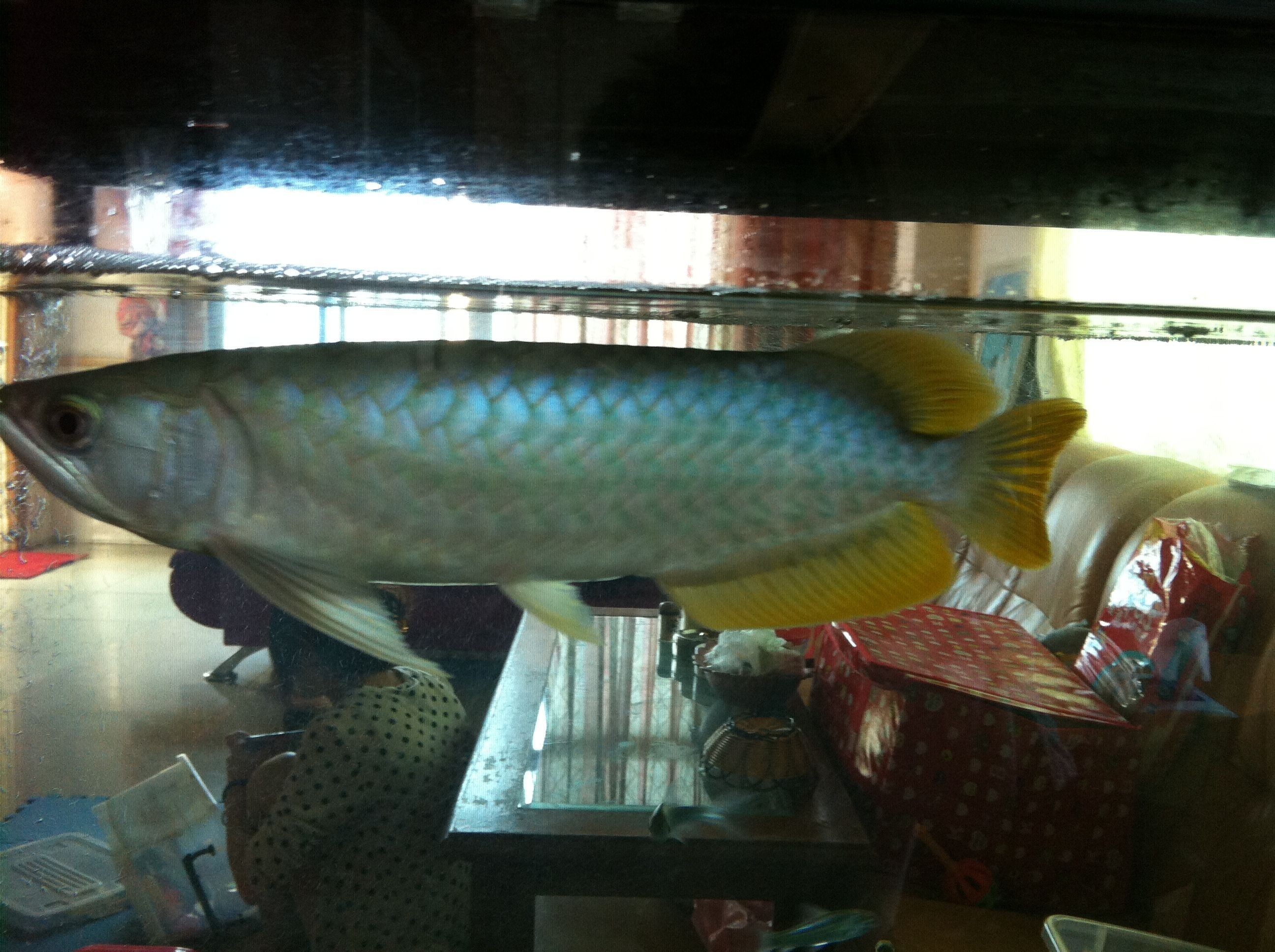 龍魚批發價格查詢最新消息：龍魚批發價格查詢 龍魚批發價格查詢最新消息：龍魚批發價格查詢 龍魚百科 第3張