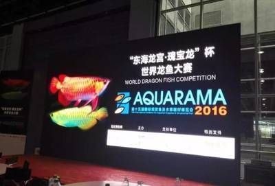 龍魚比賽規則：龍魚大賽評判標準詳解