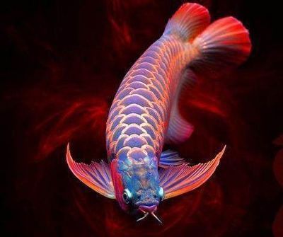 龍魚比賽規則：龍魚大賽評判標準詳解