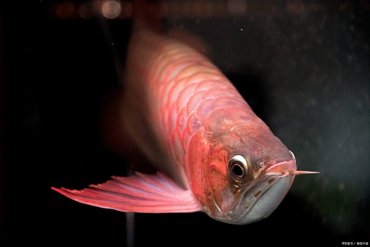 龍魚只吃飼料怎么辦