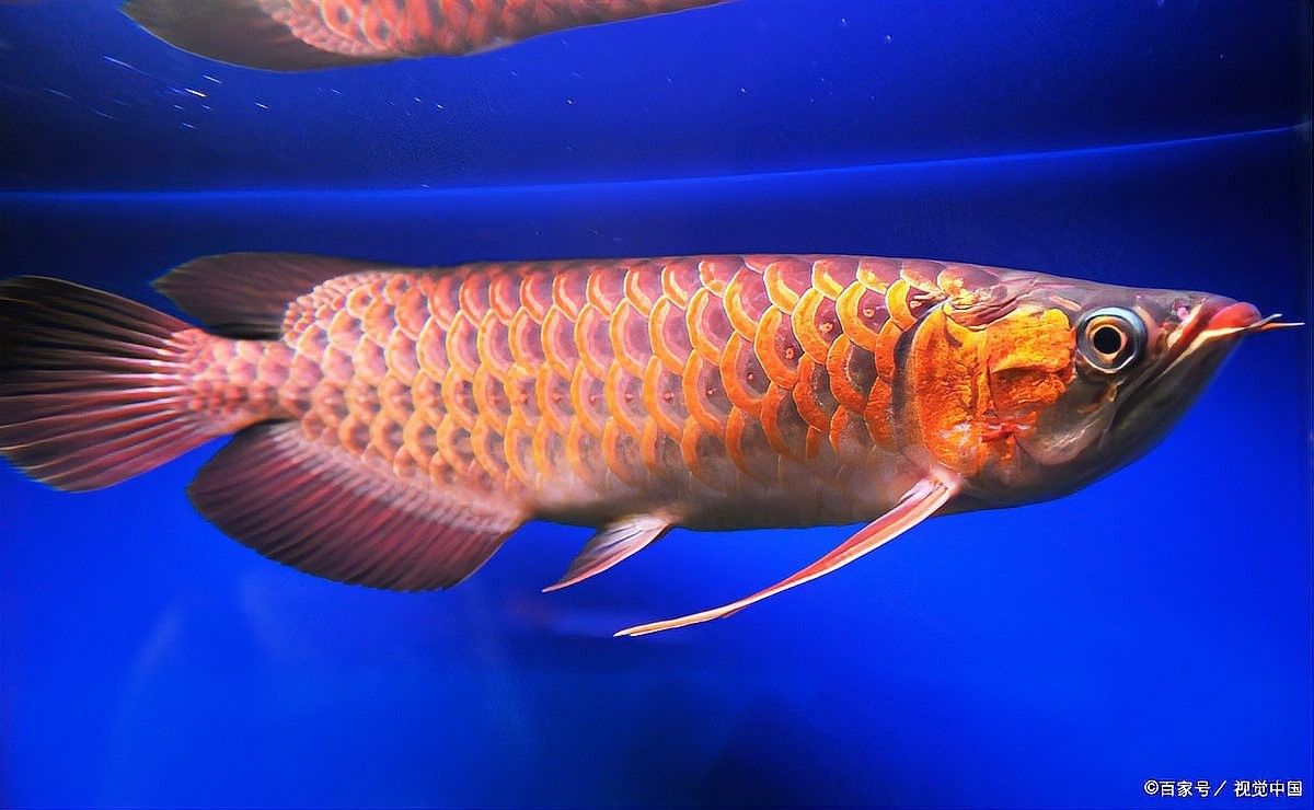 龍魚只吃飼料怎么辦