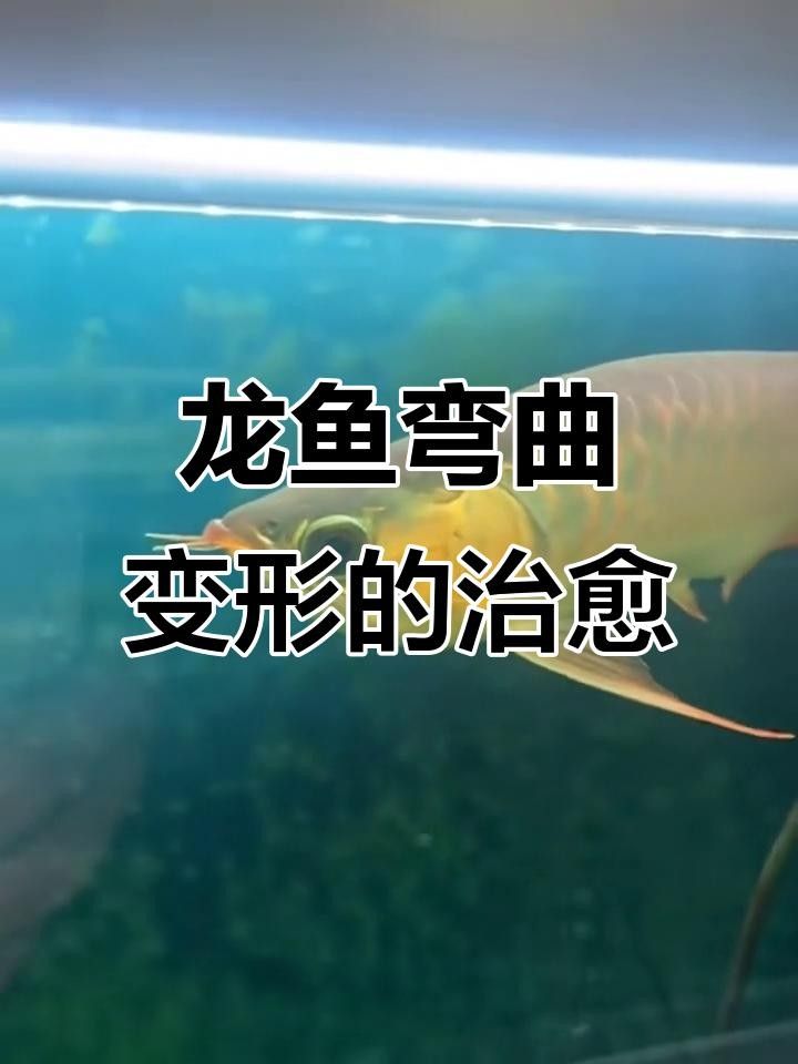 龍魚駝背恢復需要多長時間？ 龍魚駝背恢復需要多長時間？ 龍魚百科 第3張