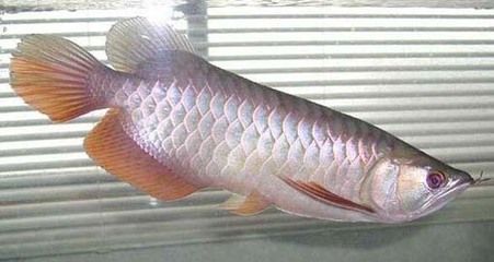 銀龍魚10度水沒死（銀龍魚在10度水溫下生存的可能性較低，最終會死亡）