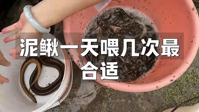 活泥鰍預(yù)處理后需要多久喂食一次？