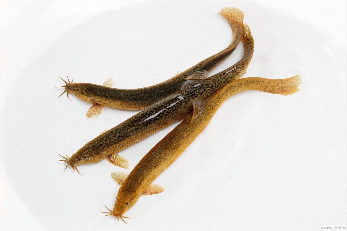 活泥鰍預(yù)處理后需要多久喂食一次？
