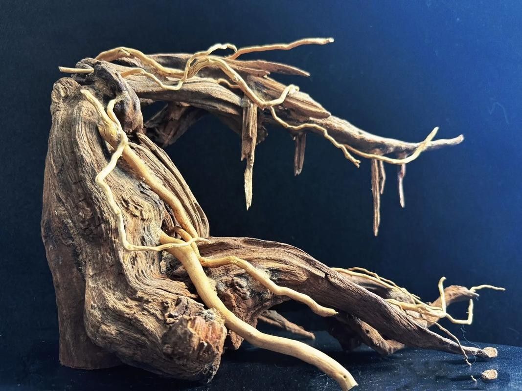 龍魚 沉木 龍魚 沉木 龍魚百科 第5張