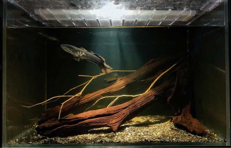 龍魚 沉木 龍魚 沉木 龍魚百科 第1張