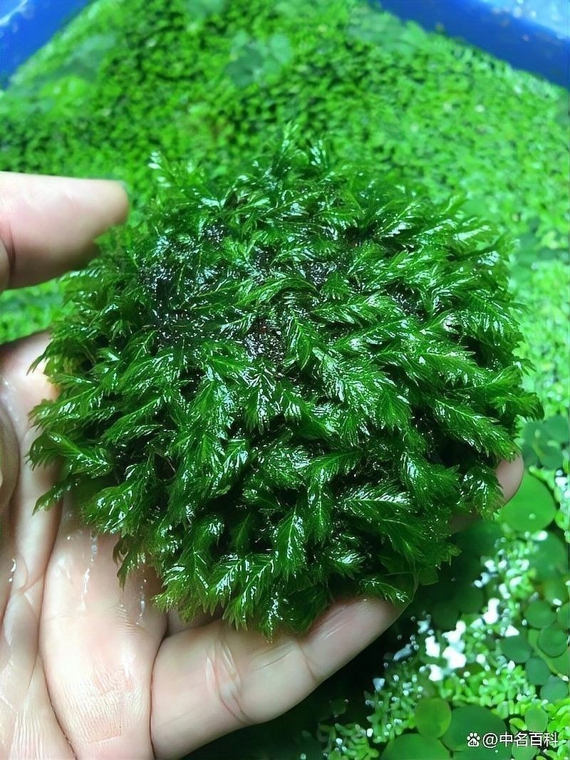 龍魚 沉木 龍魚 沉木 龍魚百科 第16張