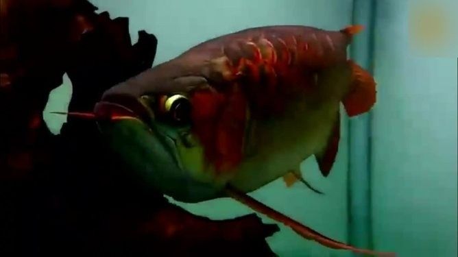 龍魚 沉木 龍魚 沉木 龍魚百科 第14張