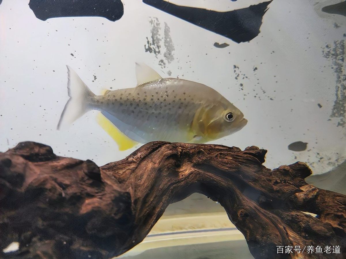 龍魚 沉木 龍魚 沉木 龍魚百科 第15張