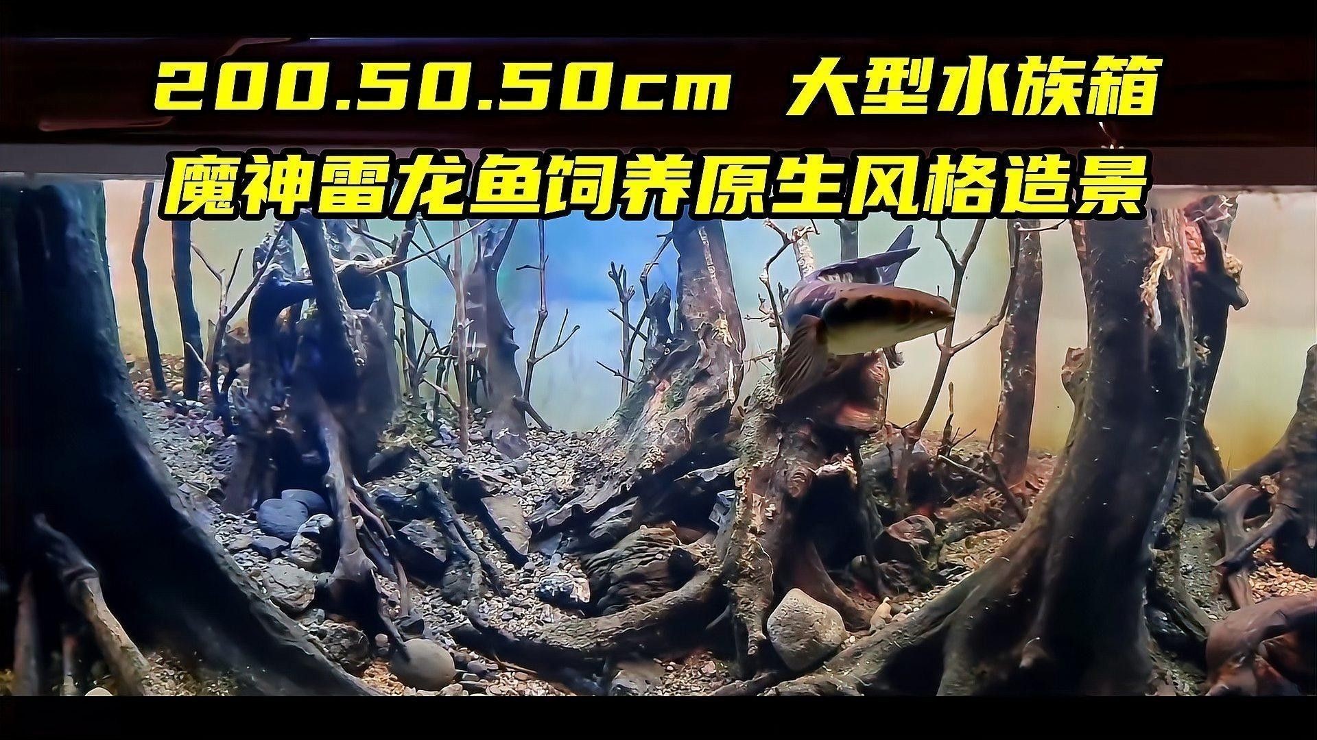 龍魚 沉木 龍魚 沉木 龍魚百科 第11張