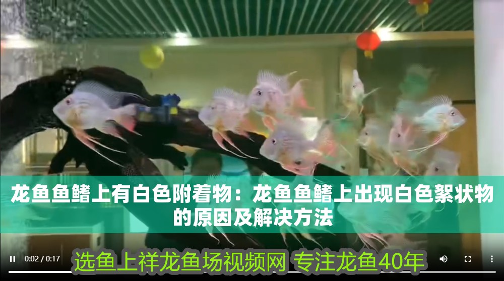 龍魚魚鰭上有白色附著物：龍魚魚鰭上出現白色絮狀物的原因及解決方法