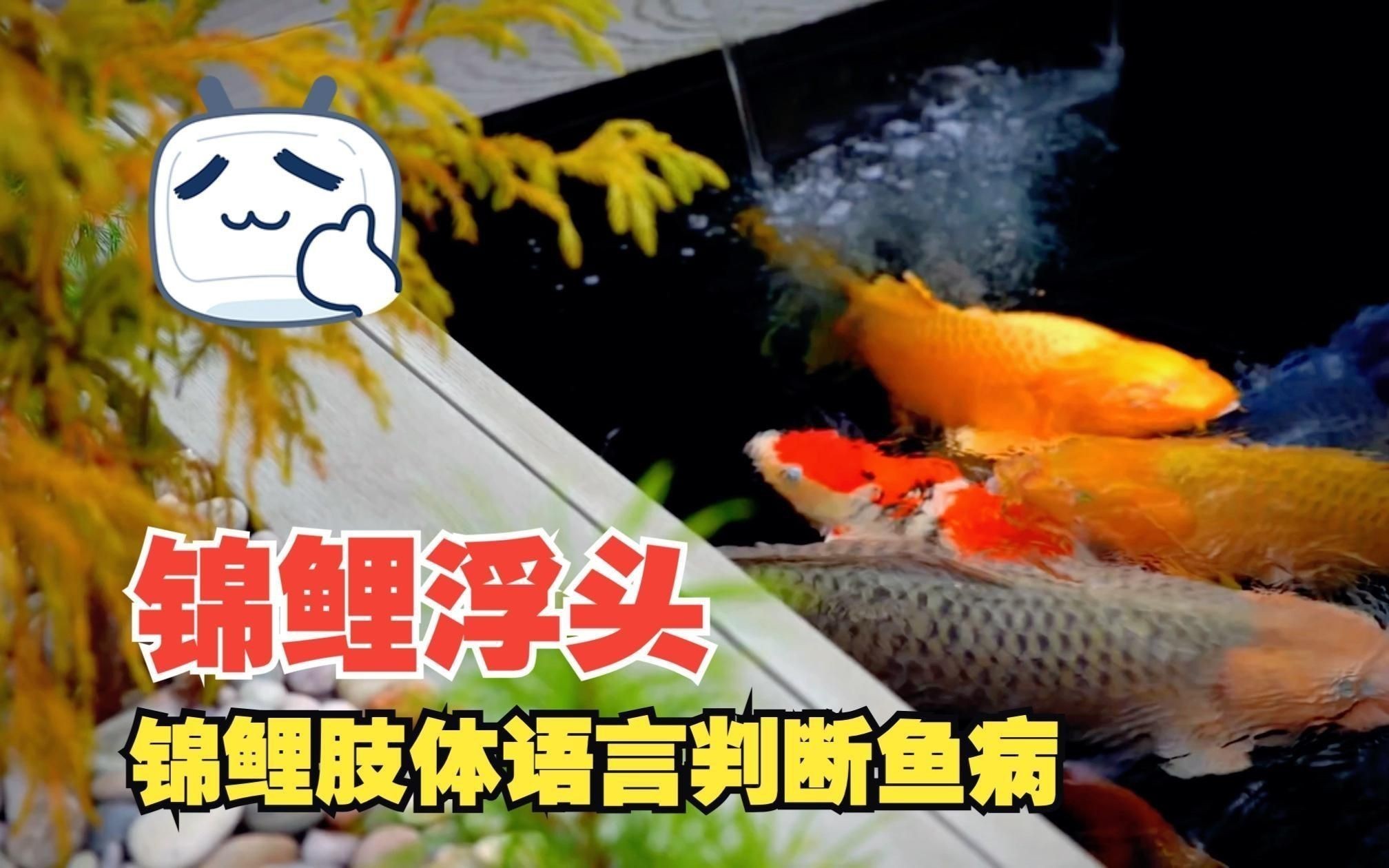 如何判斷魚浮頭是否嚴重？