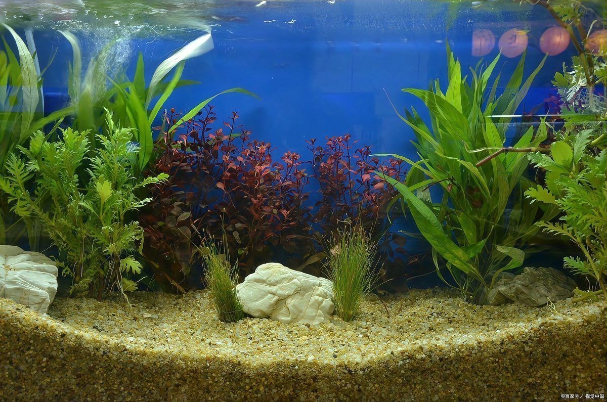 紅眼白子招財龍多久換一次水？ 紅眼白子招財龍多久換一次水？ 龍魚百科 第4張