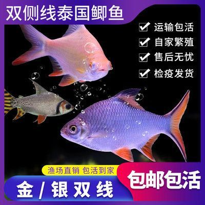 龍魚配魚配幾條泰國鯽（泰國鯽魚與泰國鯽魚混養需要注意以下幾點注意事項）