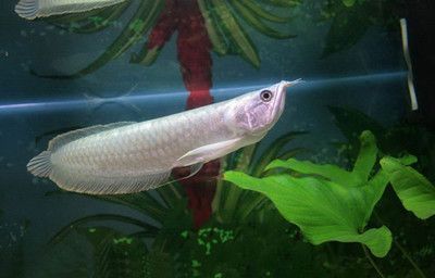 有河銀龍魚很像(與銀龍魚外觀相似的魚類) 龍魚百科 第2張 有河銀龍魚很像(與銀龍魚外觀相似的魚類) 有河銀龍魚很像(與銀龍魚外觀相似的魚類) 龍魚百科 第2張