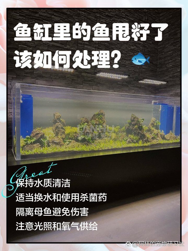 錦鯉甩籽后怎么處理魚缸
