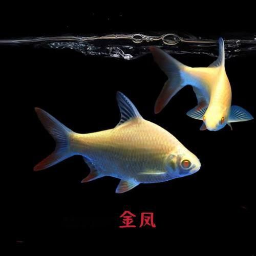 金鳳魚圖片大全
