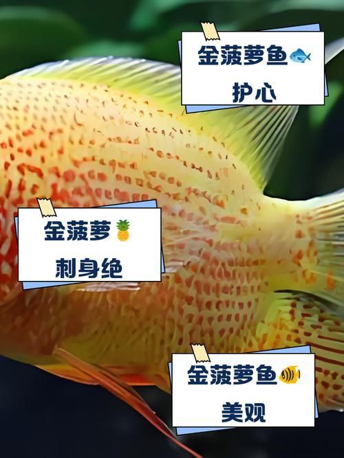 金鳳魚圖片大全