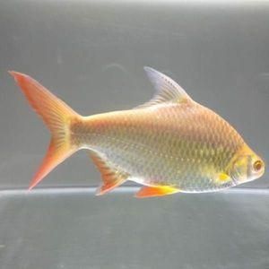 金鳳魚圖片大全